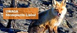 UWAGA! Szczepienia ochronne lisw