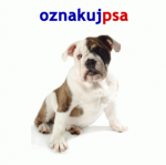 Oznakuj psa!