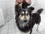 Uwaga! Znaleziono psa
